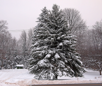 [The darkness of the clouds make this appear to nearly be a black and white photo of the tall evergreens. The limbs are drooping from the heavy snow upon them.]